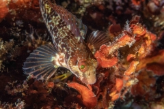Parablennius pilicornis - Barriguda