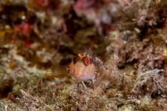 Parablennius pilicornis - Barriguda