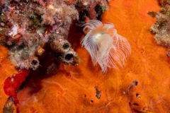 Gusano Tubicula
