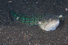 EAM_0011