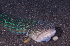 EAM_0012