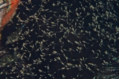 EAM_0039