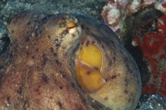EAM_0111