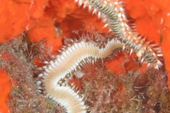 EAM_0113