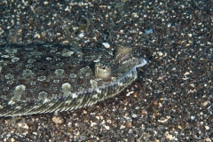 EAM_0117