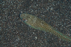 EAM_0118