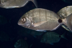 EAM_0279