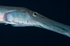 EAM_0280