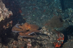 EAM_0439