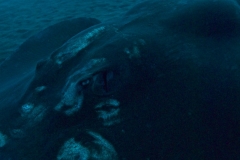 EAM_0444