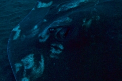 EAM_0445