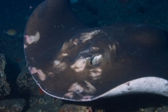 EAM_0451