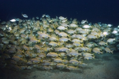 EAM_0789