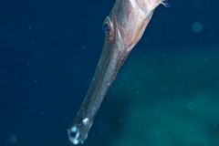 EAM_0866