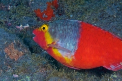 EAM_0945