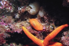 IMG_6647 Berthella aurantiaca