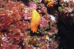 IMG_6649 Berthella aurantiaca