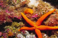 IMG_6651 Berthella aurantiaca