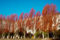 071122DSC09612-364011