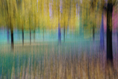 211122DSC09831-366964