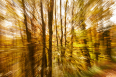 261122DSC00461-367616
