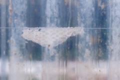 Segundo Plano 250415_APA5443-3722