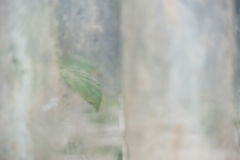 Segundo Plano 250415_APA5449-3728