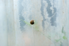 Segundo Plano 250415_APA5461-3740