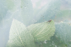 Segundo Plano 300116_APA8927-0199