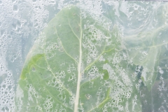 Segundo Plano 300116_APA8932-0204