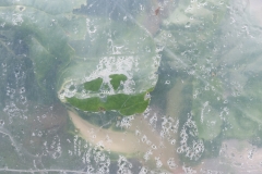 Segundo Plano 300116_APA8937-0209