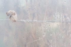 Segundo Plano 300116_APA8941-0213