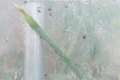 Segundo Plano 300116_APA8944-0216