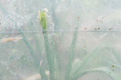 Segundo Plano 300116_APA8945-0217