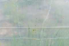 Segundo Plano 300116_APA8954-0226